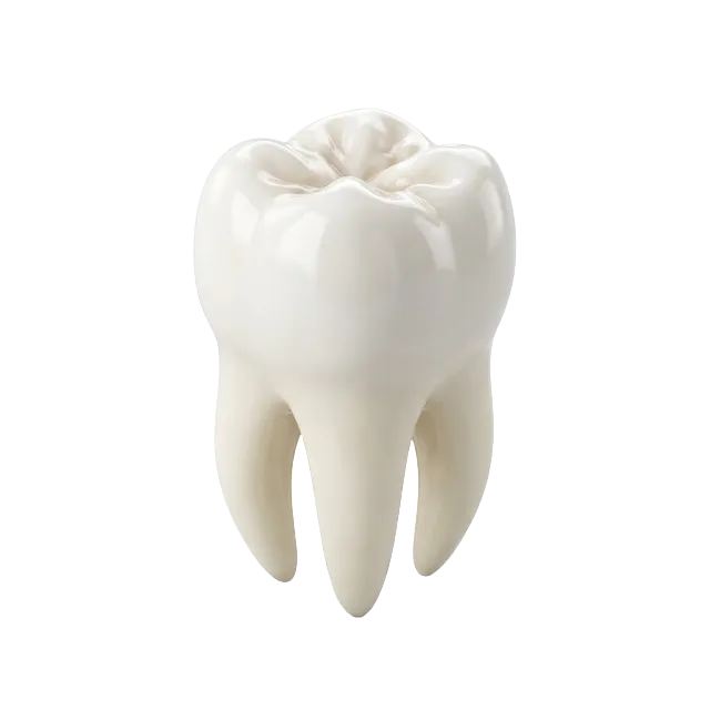 Realistic 3D Tooth